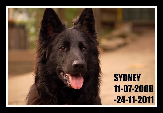 Fotos/2011 Sydney/Sydney-1.JPG