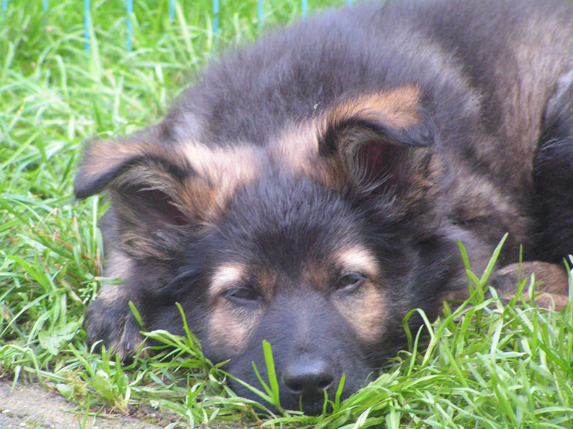 Fotos/afscheid/Amany/PICT0040 fokker.jpg