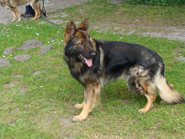 Fotos/Athos 2010/H juni 2011 078.jpg