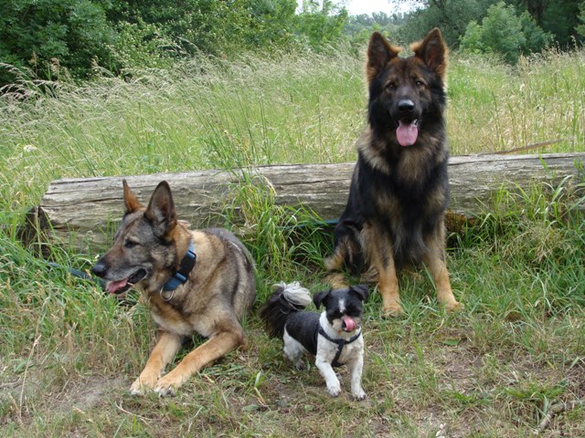 Fotos/Athos 2010/H juni 2011 089.jpg