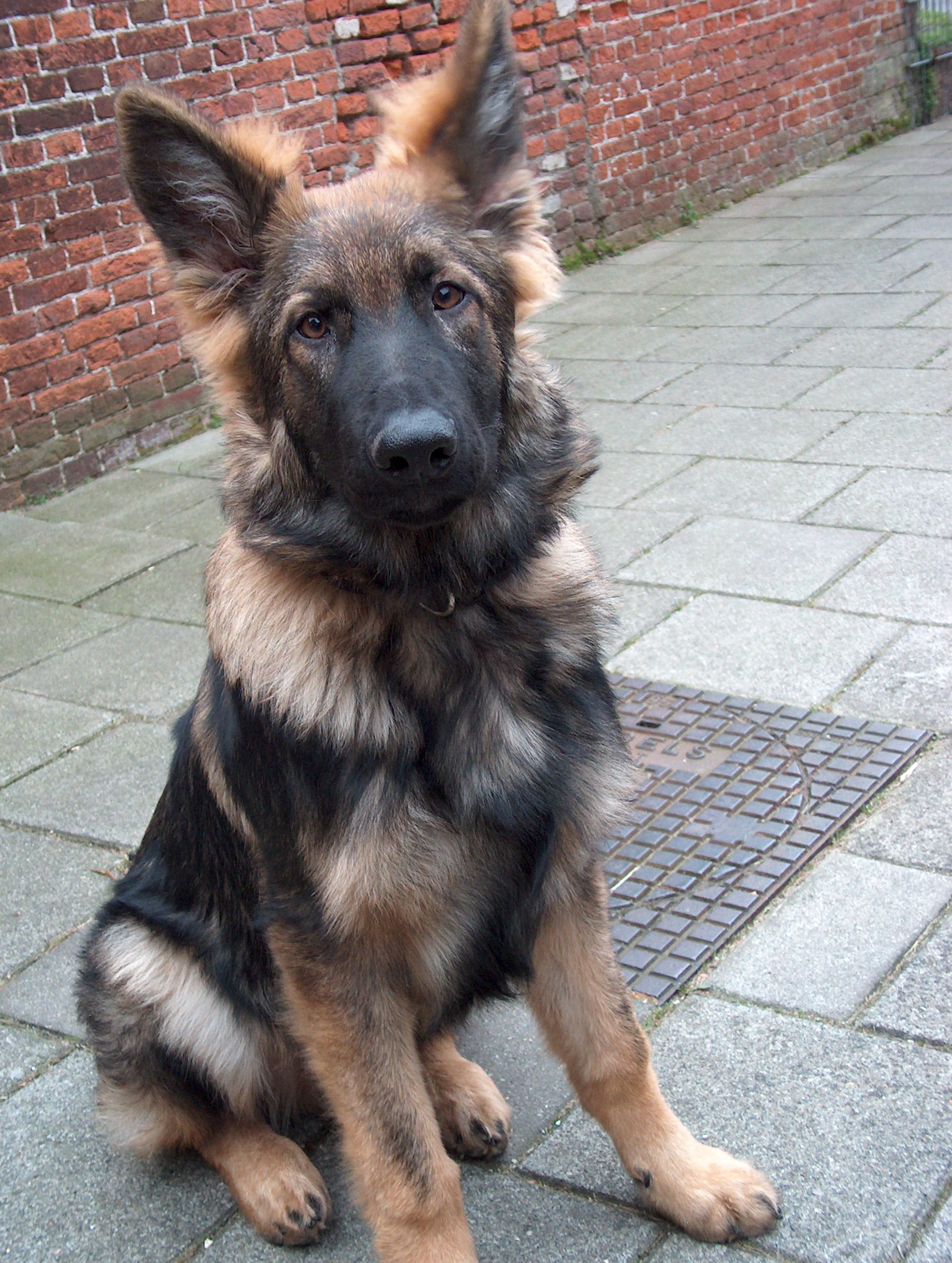 Fotos/afscheid/athos/athos 260.jpg
