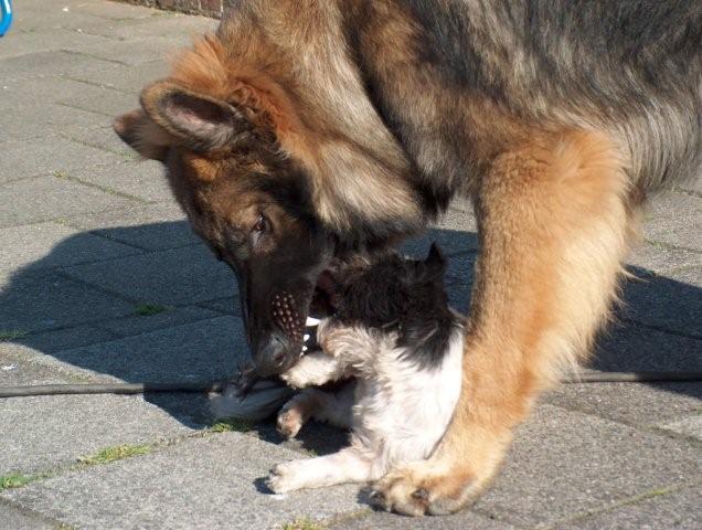 Fotos/Athos2009/athos 395.jpg