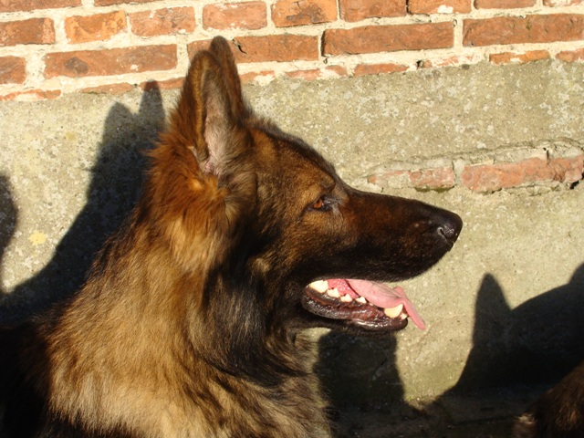 Fotos/Athos 2010/hondjes 2011 012.jpg