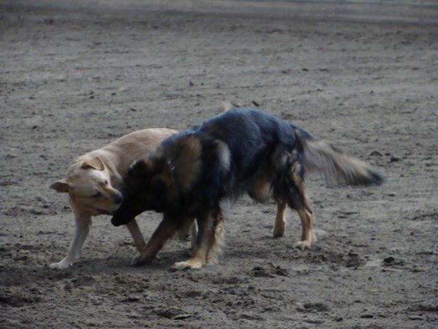 Fotos/Athos 2010/hondjes 2011 047 (1).jpg