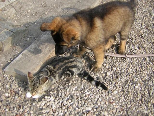 Fotos/vervolg2009/benzo/benzo 10wkn 007.JPG