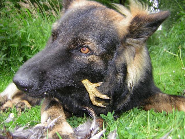 Fotos/Benzo/benzo_eet_kippetje_017.JPG