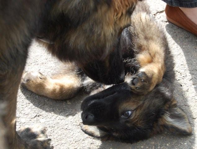 Fotos/vervolg2009/nena/DSC_0178.JPG