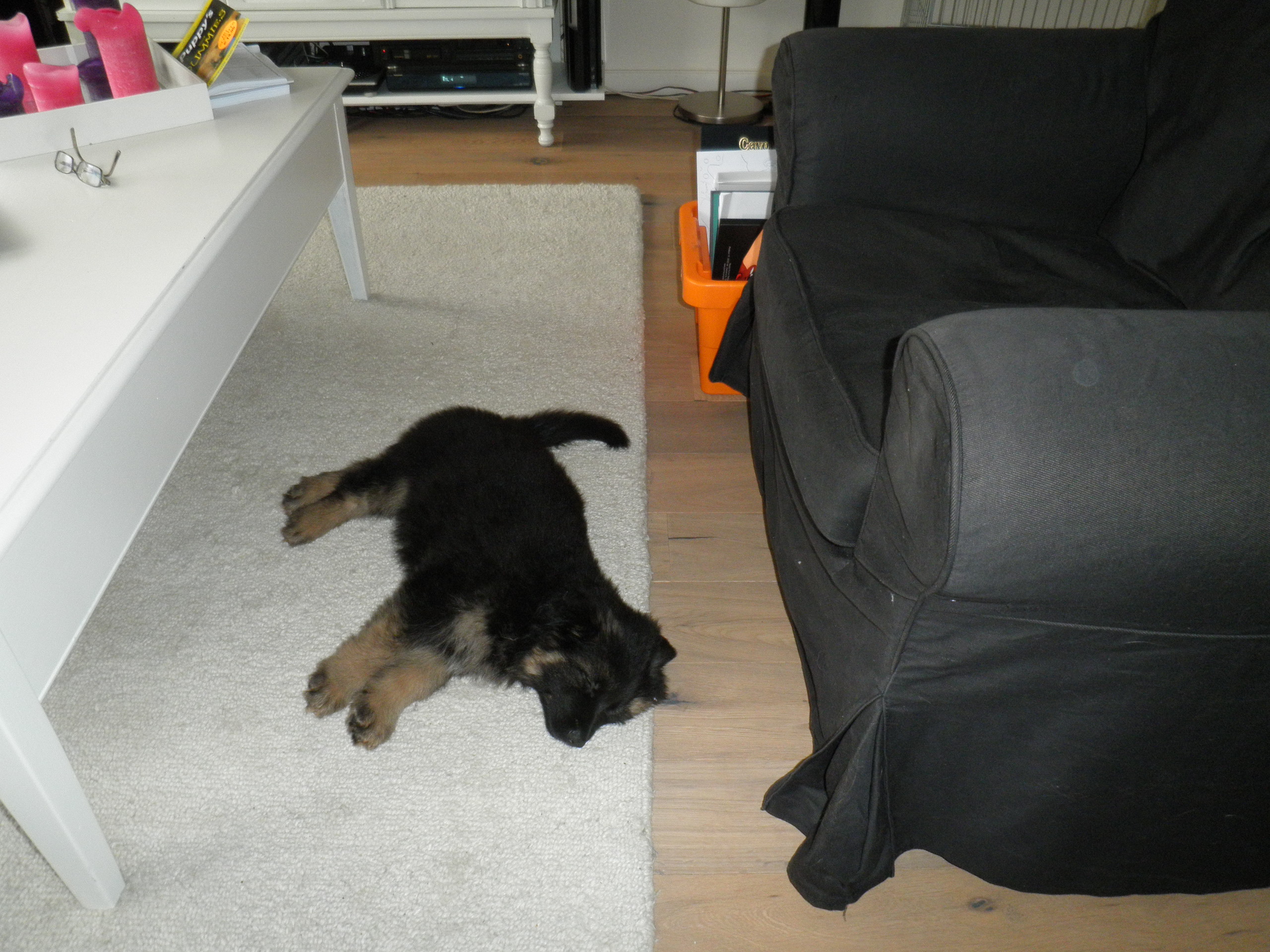 Fotos/2010vervolgTaylor/Chazz-Gina/1e dag uitgeteld.JPG