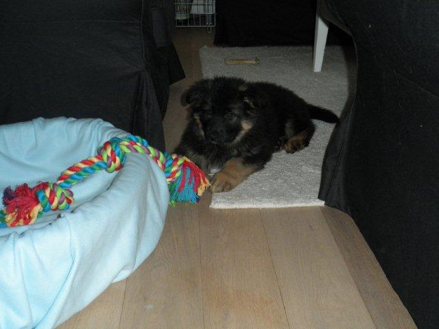 Fotos/2010vervolgTaylor/Chazz-Gina/PB190904.JPG