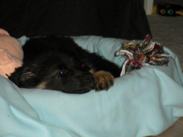 Fotos/2010vervolgTaylor/Chazz-Gina/PB220913.JPG