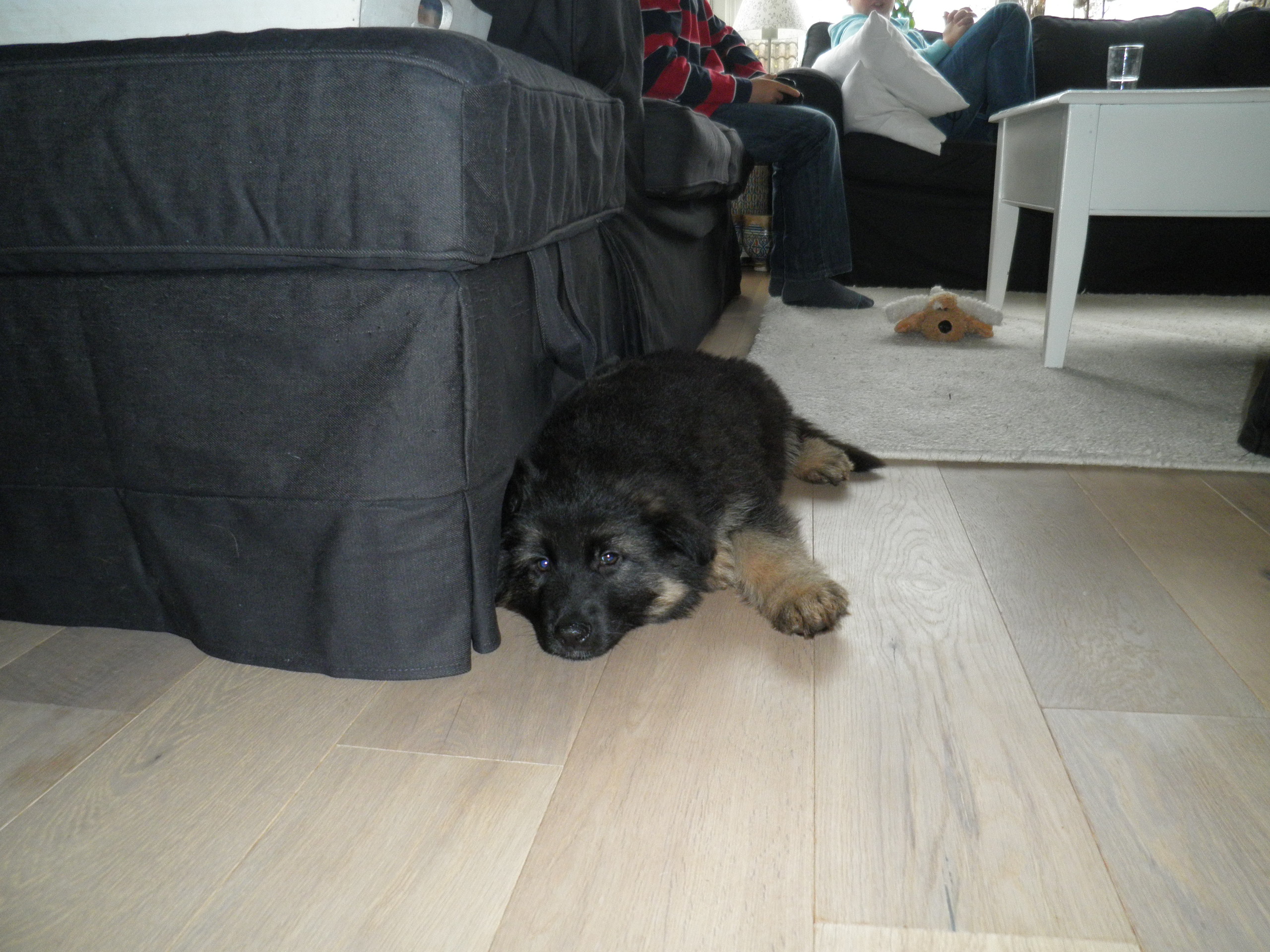 Fotos/2010vervolgTaylor/Chazz-Gina/ben ik niet schattig.JPG