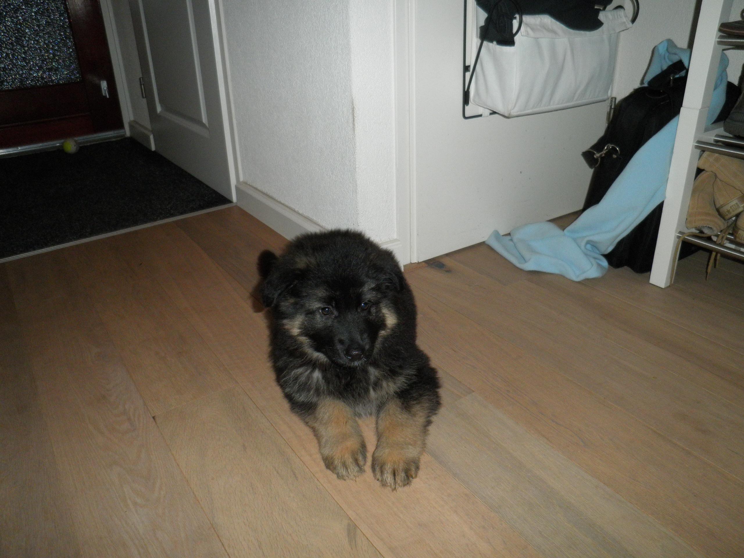 Fotos/2010vervolgTaylor/Chazz-Gina/goed zo braaf.JPG