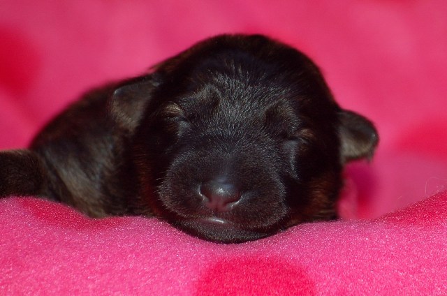 Fotos/nestTaylor2010/Donker roze.JPG