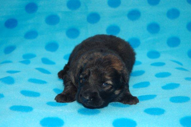 Fotos/nestTaylor2010/Week2/bruin.jpg