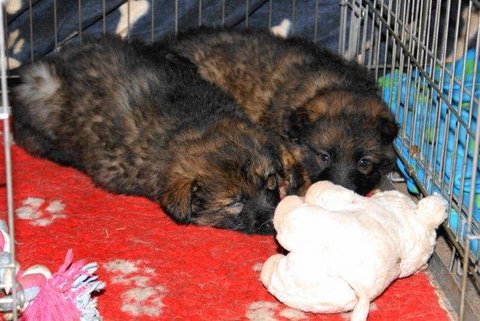 Fotos/nestTaylor2010/week5/DSC01093.jpg