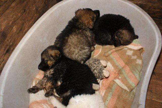 Fotos/nestTaylor2010/week6/DSC01213.jpg