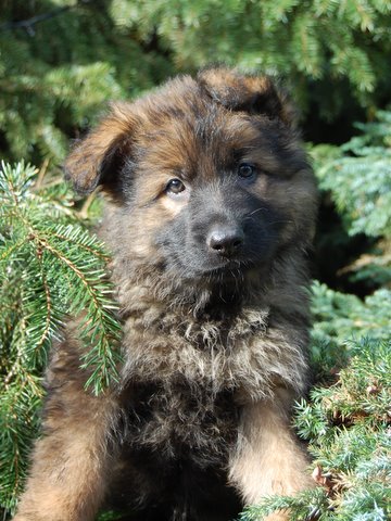 Fotos/nestTaylor2010/week6/bruin.JPG