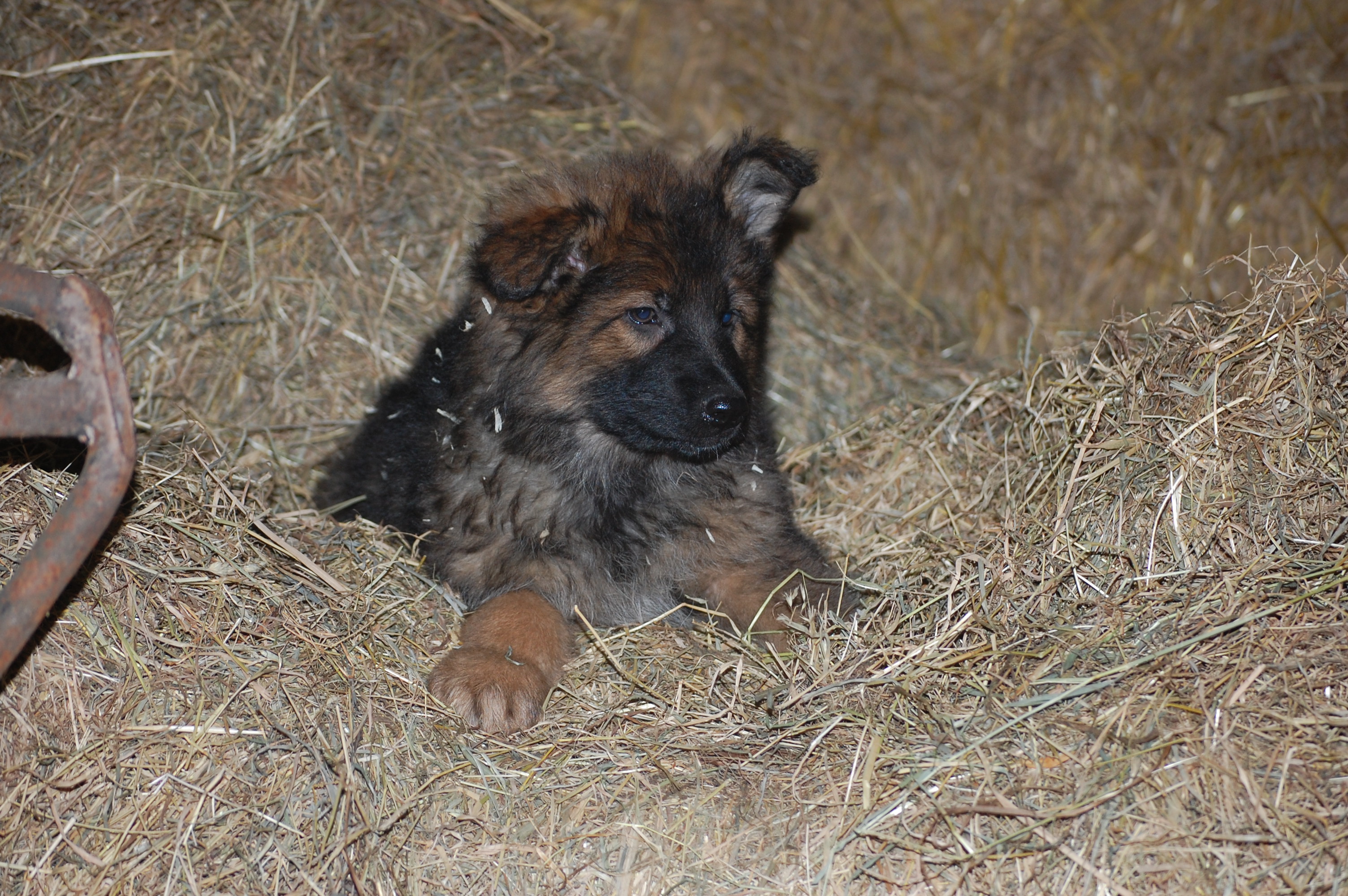 Fotos/nestTaylor2010/week7/bruin.JPG