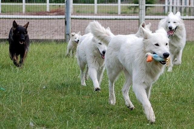 Fotos/Dax/leiderdax.jpg
