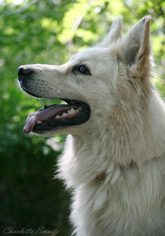 Fotos/Dingo/Dingo Charlotte/247742_444859505552451_813326892_n.jpg