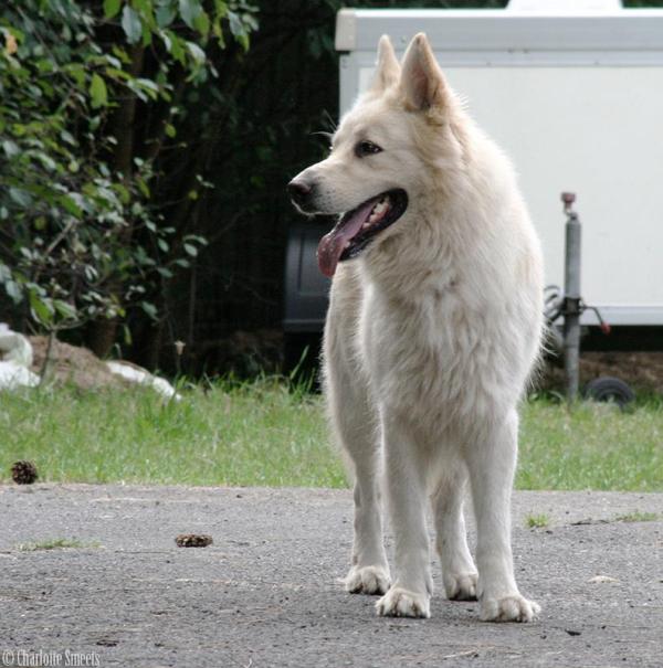 Fotos/Dingo/Dingo Charlotte/36292_444859072219161_1428121270_n.jpg