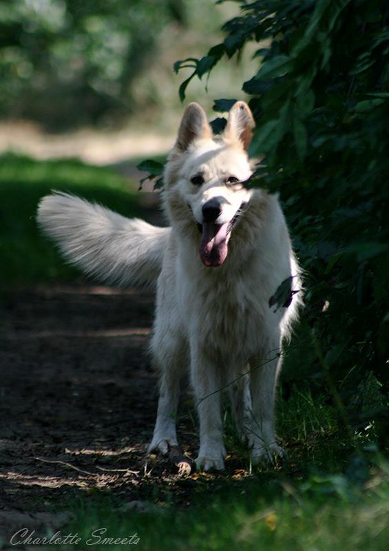 Fotos/Dingo/Dingo Charlotte/47916_444859592219109_2042185843_n.jpg