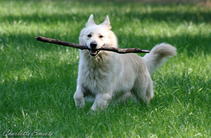 Fotos/Dingo/Dingo Charlotte/559578_444859238885811_506742920_n.jpg