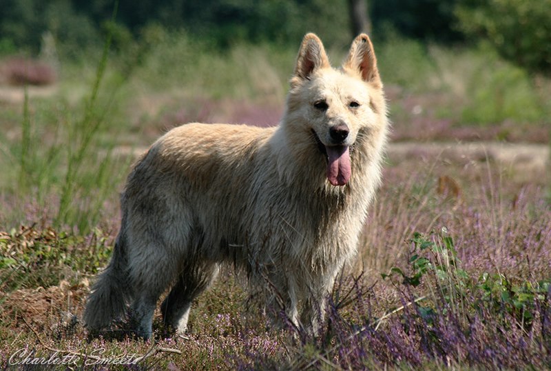 Fotos/Dingo/Dingo Charlotte/560273_444859908885744_823823222_n.jpg