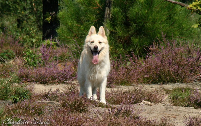 Fotos/Dingo/Dingo Charlotte/577264_444859845552417_1997830630_n.jpg