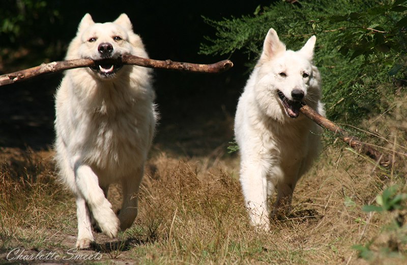 Fotos/Dingo/Dingo Charlotte/581631_444861475552254_99575175_n.jpg