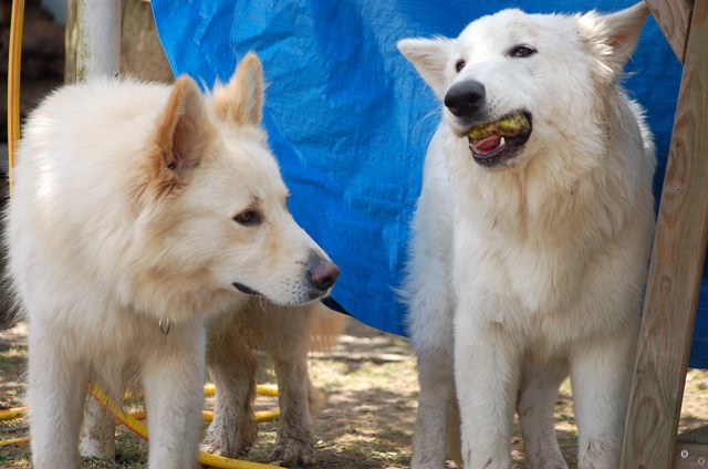 Fotos/Dingo/Foto Anouk van der Zee (6).JPG