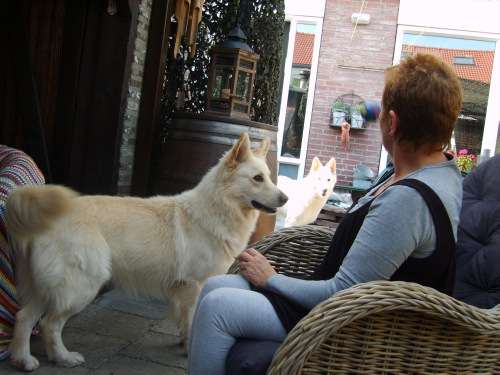 Fotos/Dingo/Foto-AHNR7KYT.jpg