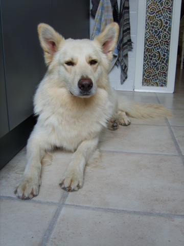 Fotos/Dingo/Foto-BA73NPRJ.jpg