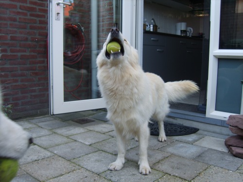 Fotos/Dingo/Foto-BTY3K8YK.jpg