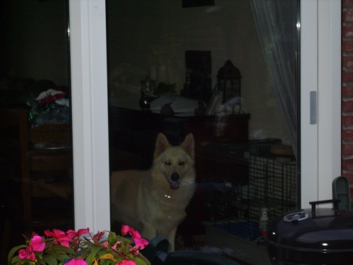 Fotos/Dingo/Foto-DLAQZCBU.jpg