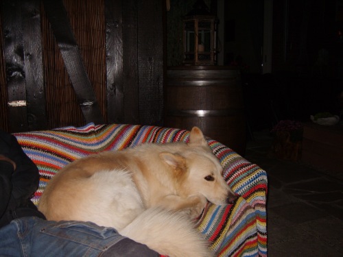 Fotos/Dingo/Foto-FSXED6SC.jpg