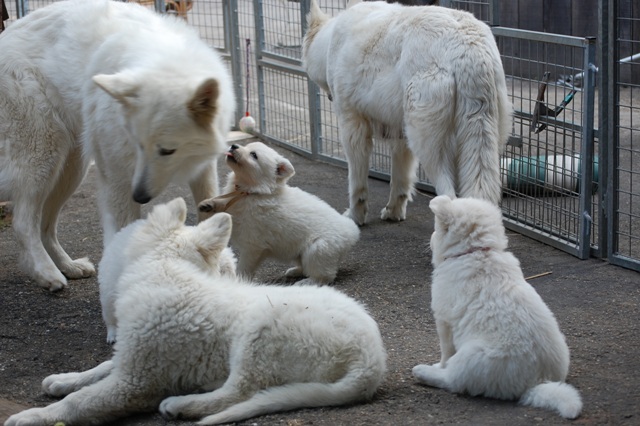 Fotos/Honden/Willow/5DSC_0032 (10).JPG