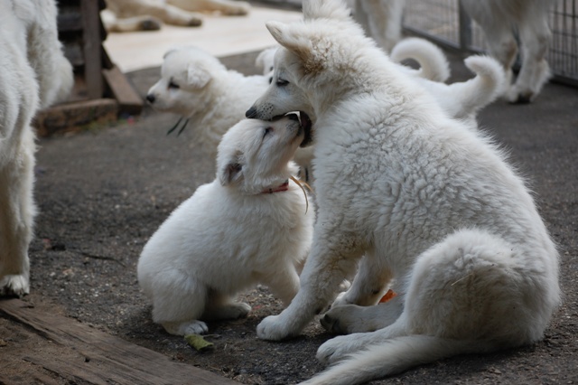 Fotos/Honden/Willow/5DSC_0032.JPG