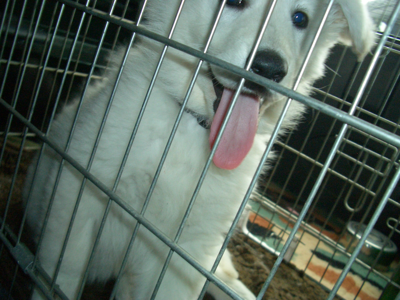 Fotos/Honden/Willow/CIMG0111.JPG