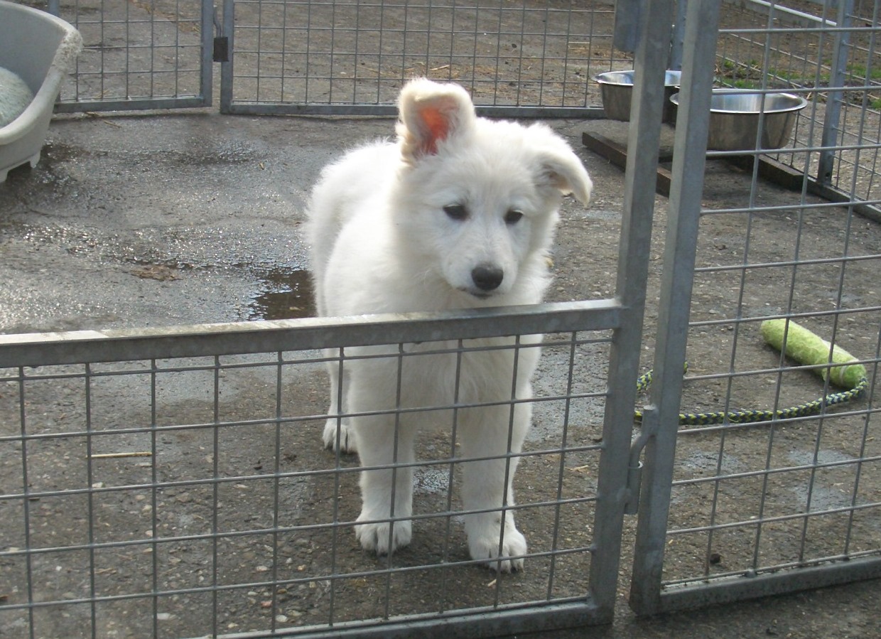 Fotos/Honden/Willow/CIMG0114.JPG