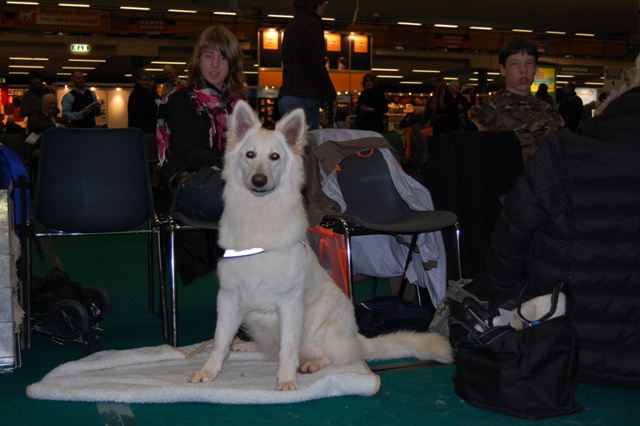 Fotos/Honden/Willow/DSC_0003.JPG