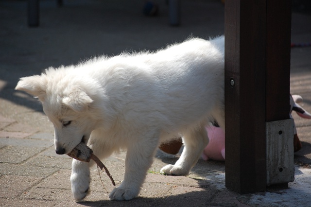 Fotos/Honden/Willow/DSC_0007.JPG