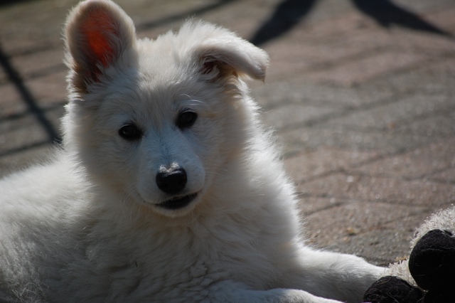 Fotos/Honden/Willow/DSC_0013.JPG