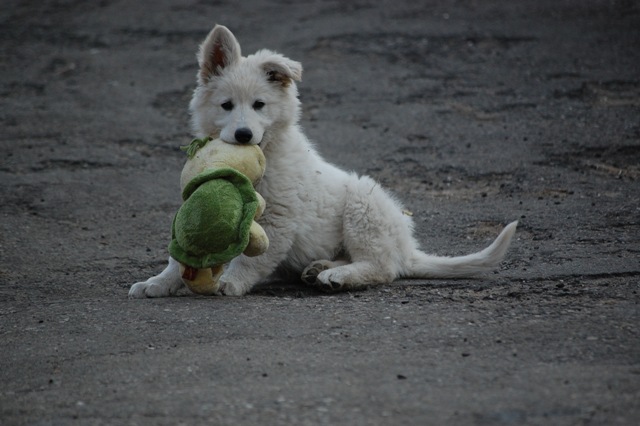 Fotos/Honden/Willow/DSC_0078.JPG