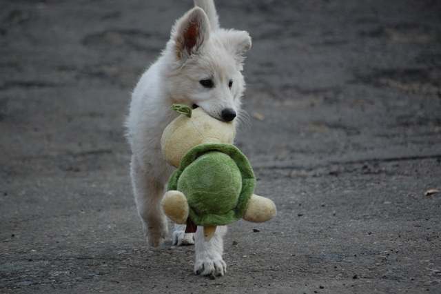 Fotos/Honden/Willow/DSC_0083.JPG