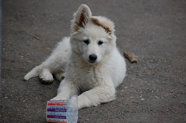Fotos/Honden/Willow/DSC_0090.JPG