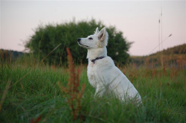 Fotos/Honden/Willow/DSC_0108.JPG