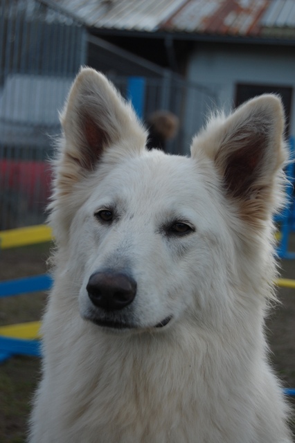Fotos/Honden/Willow/DSC_0124.JPG
