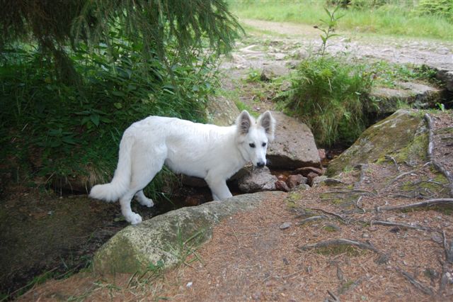 Fotos/Honden/Willow/DSC_0177.JPG