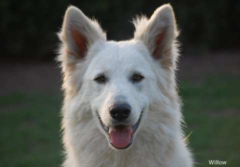 Fotos/Willow/DSC_0466.JPG
